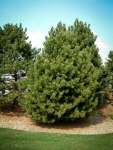 Сосна Чёрная (Pinus Nigra) купить по цене от 270.00р. в интернет-магазине «Посадика» с доставкой почтой в в Сурске и по всей России – [изображение №1].