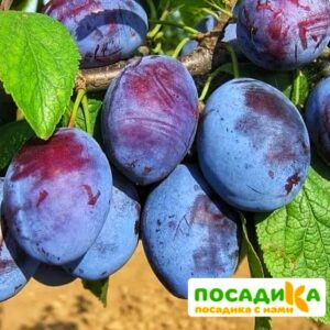 Слива Чачакская ранняя купить по цене от 229.00р. в интернет-магазине «Посадика» с доставкой почтой в в Сурске и по всей России – [изображение №1].