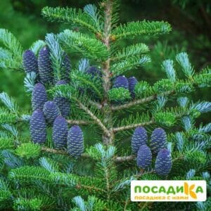 Пихта корейская (Abies koreana) купить по цене от 450.00р. в интернет-магазине «Посадика» с доставкой почтой в в Сурске и по всей России – [изображение №1].