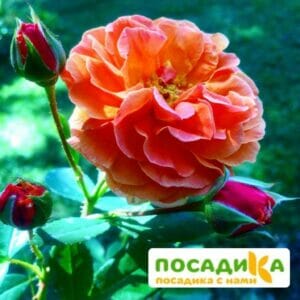 Роза Арабия купить по цене от 350.00р. в интернет-магазине «Посадика» с доставкой почтой в в Сурске и по всей России – [изображение №1].