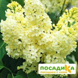 Сирень Примроуз (Primrose) купить по цене от 529.00р. в интернет-магазине «Посадика» с доставкой почтой в в Сурске и по всей России – [изображение №1].