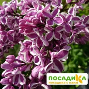 Сирень Сенсация купить по цене от 529.00р. в интернет-магазине «Посадика» с доставкой почтой в в Сурске и по всей России – [изображение №1].