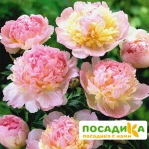 Пион Распберри Сандей (Paeonia Raspberry Sundae) купить по цене от 959р. в интернет-магазине «Посадика» с доставкой почтой в в Сурске и по всей России – [изображение №1].