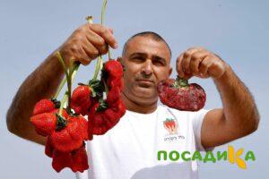 Клубника Гигант Джорнея купить по цене от 266р. в интернет-магазине «Посадика» с доставкой почтой в в Сурске и по всей России – [изображение №1].
