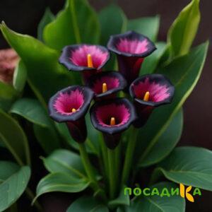 Калла Аура Лейс купить по цене от 400р. в интернет-магазине «Посадика» с доставкой почтой в в Сурске и по всей России – [изображение №1].
