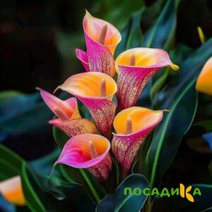 Калла Оникс купить по цене от 450р. в интернет-магазине «Посадика» с доставкой почтой в в Сурске и по всей России – [изображение №1].