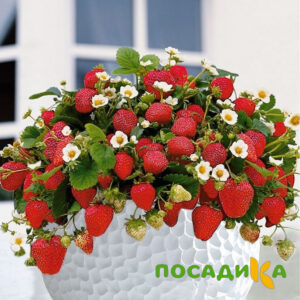 Клубника Рубиновый Шепот (горшечная) купить по цене от 240р. в интернет-магазине «Посадика» с доставкой почтой в в Сурске и по всей России – [изображение №1].