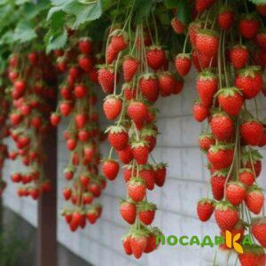 Клубника вьющаяся Комплимент купить по цене от 470р. в интернет-магазине «Посадика» с доставкой почтой в в Сурске и по всей России – [изображение №1].