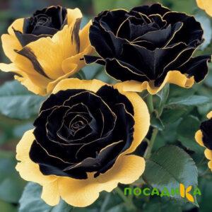 Роза Ханни Сикл купить по цене от 700р. в интернет-магазине «Посадика» с доставкой почтой в в Сурске и по всей России – [изображение №1].