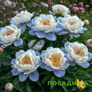 Пион акварельный Этюд купить по цене от 806р. в интернет-магазине «Посадика» с доставкой почтой в в Сурске и по всей России – [изображение №1].