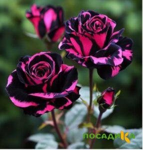Роза Багровый Шепот купить по цене от 366р. в интернет-магазине «Посадика» с доставкой почтой в в Сурске и по всей России – [изображение №1].