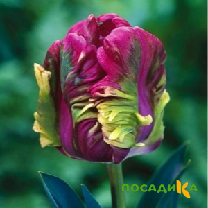 Тюльпан Экзотик Хэвен купить по цене от 186р. в интернет-магазине «Посадика» с доставкой почтой в в Сурске и по всей России – [изображение №1].